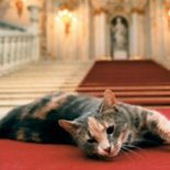 hermitage cat