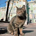 hermitage cat welcomes you