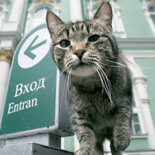 hermitage cat on street